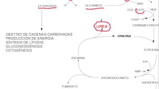 aminoacidos metabolismo [upl. by Atiekahs70]