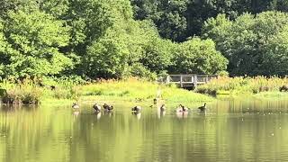 Geese sun bathing on a Sunday Morning geese birds sunbathing [upl. by Harrie]