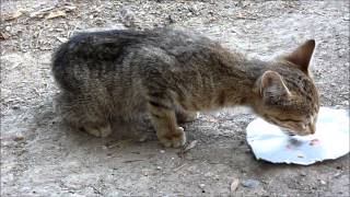 Abandoned cat rescue  Lucky Kitty a chance at life Rescued by Howl Of A Dog [upl. by Guidotti]