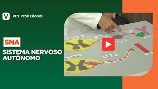 Neurofisiologia Sistema Nervoso Autônomo [upl. by Adnwahsat]