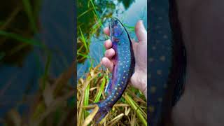 First Arizona brook trout troutfishing [upl. by Berhley62]