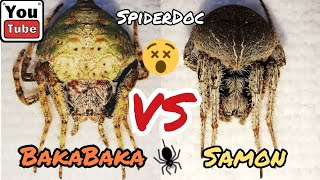 BAKABAKA vs SAMON Walang Humpay na Yakapan at Kagatan Pinaka Malupit na Laban Spider Fight [upl. by Dnomse523]