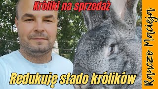 Redukuje podstawowe stado królików 396 4K [upl. by Wolfgram]