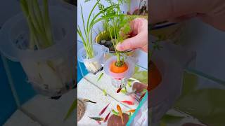 Hydroponic Harmony Gardening with FishHydroponicGarden AquaFarm [upl. by Yruj]