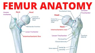 Femur Anatomy [upl. by Wilson]