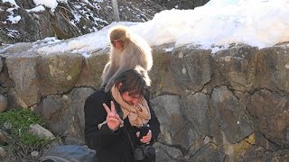 Jigokudani Monkey Park  2nd DAY Original Sound ver [upl. by Acinoreb138]