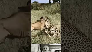 Cheetah Aggressive Attack On Wildbeest Baby 😱  Funny Animals Video  ytshorts shorts [upl. by Roxine]