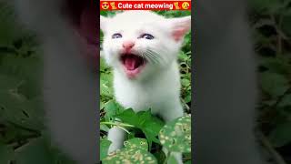 Cat Meowing🌹🐈🐈🌹Cat Sound Cute Cat Videos shorts cat cats dog puppy catlover catfunnyshorts [upl. by Vories884]