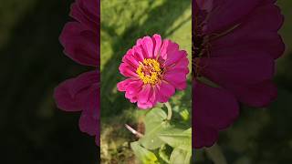 Mexican Zinnia Plant  The Vibrant and Popular Annual Flower Zinnia elegans [upl. by Nirtak147]