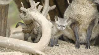 BatEared Fox Kits Explore for the First Time [upl. by Burnaby342]