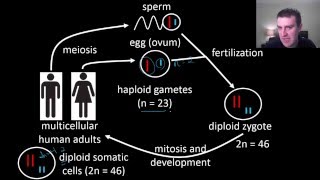 Human life cycle [upl. by Ggerc508]