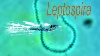 Leptospira [upl. by Paik]