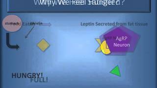 Agouti Gene Methylation Study in Mice [upl. by Cid]