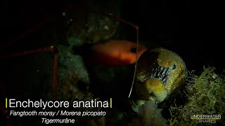 Tiger moray eel  Underwater Canaries [upl. by Andromeda]