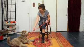 How to Charge the Clicker  Dog Training [upl. by Wainwright]