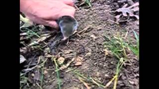 Mole Running Above Ground In Slow Motion [upl. by Lalo]