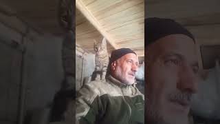 BİR AVUÇ SEVGİ HER DERDE DEVADIR cat catvideos [upl. by Arak]