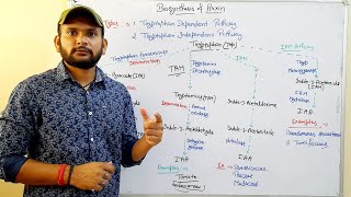 Auxin BiosynthesisTryptophan Dependent Pathway in Plants [upl. by Atauqal559]