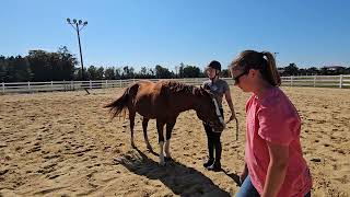 2024 show 5 Bella bowen and Wendell showmanship [upl. by Opiuuk]