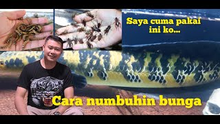 BEGINI Caranya Biar Ikan Channa Maru Cepat Pecah Bunga [upl. by Jarek]