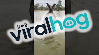 Man Rescues Dog From Being Drowned by Kangaroo  ViralHog [upl. by Faus]