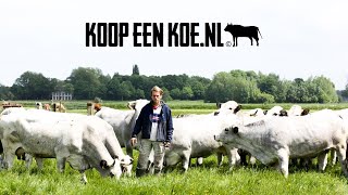 Koop een koenl [upl. by Plunkett]