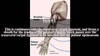 Antebrachial fascia Top  7 Facts [upl. by Emmie262]