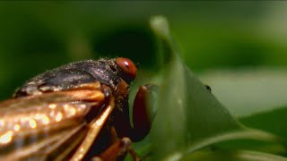 Onceinalifetime cicada emergence expected for 2024 [upl. by Lliw]