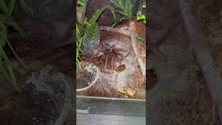 Something Wrong with my Goliath BirdEater at least that’s what I thought 🗿 shorts [upl. by Nagek]