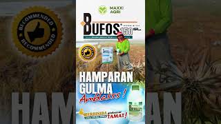 maxxiagri  herbisida BUFOS 150SL Hamparan gulma Amblasss Rumput Mati Busuk sampai Akar shorts [upl. by Gaby]