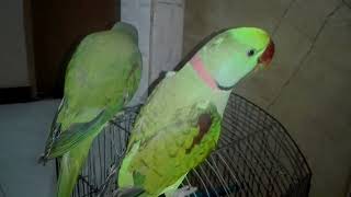 My Sweetheart Alexandrine Parrot Talking  Talking Parrot [upl. by Arim]