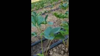 Drip irrigation pipes are more waterefficient if you need contact me [upl. by Aniweta659]