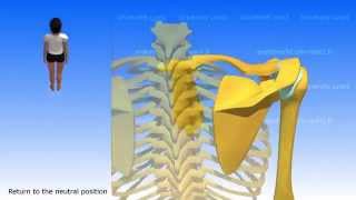 Movements of the Scapula [upl. by Eniar]