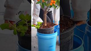 The most fruitful kumquat I v ever seen is growing in pot at my balcony garden plants [upl. by Thedrick]