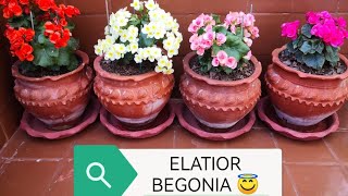 How to Grow N Care ELATIOR BEGONIA Long lasting begonia Multiple colour winter flower 🌸❄️begonia [upl. by Blackwell521]