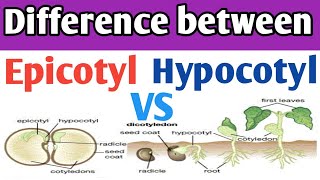 Epicotyl and hypocotyl differences  Epicotyl and Hypocotyl in dicot seed  epicotyl vs hypocotyl [upl. by Montana]