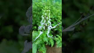 Orthosiphon aristatus is a Medicinal herb FamilyLamiaceae [upl. by Assenej782]