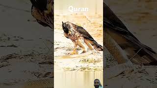 Eagle attacked snakesurah Al mominon urdu qurantranslationromanurdu islamicshorts ytshorts [upl. by Nekal]