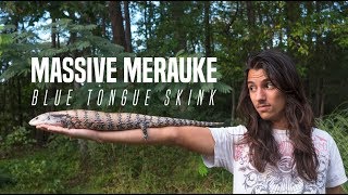 MASSIVE Merauke Blue Tongue Skink [upl. by Oigolue410]