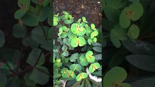 Euphorbia amygdaloides purpurea  perennial plant garden plant short plants flowers euphoria [upl. by Ytsirt]