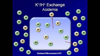 Normal AcidBase Regulation ABG Interpretation  Lesson 2 [upl. by Ennaeed]