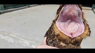 Large open mouth view of a Nightjar Bird  Mississippi Wildlife [upl. by Colby]