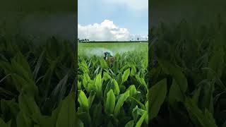 Turmeric Farming • Fungicides Spraying agriculture spraying turmeric farming shorts [upl. by Aserret]