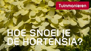 Hortensia snoeien op drie manieren  Tuinmanieren [upl. by Aynek]