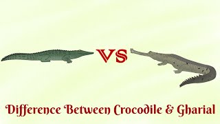 Crocodile vs Gharial who is more aggressive [upl. by Llenel]