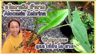 Alocasia Zebrina cares อโลคาเซีย ม้าลาย วิธีปลูก และดูแลให้ต้นโต สวย  สวนอุ่นดิน [upl. by Del]