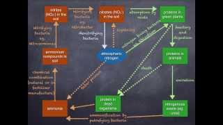 AS level K nitrogen cycle with audio [upl. by Mackey]