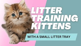 How to LITTER BOX TRAIN KITTENS Small Litter Tray Tips for Breeders [upl. by Ainesey]