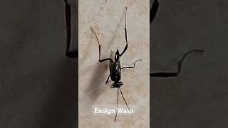 Ensign Wasp [upl. by Henka]