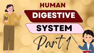 Master the Digestive System in 20 Minutes  Human Anatomy  Digestive System  medjeenius medical [upl. by Lenhart]